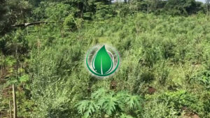henna_plantation