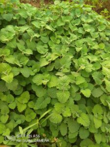 lemon balm