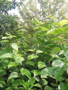mulberry