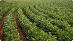 soya_farm_big