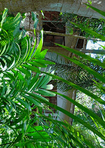 Organic Vegetables gargen